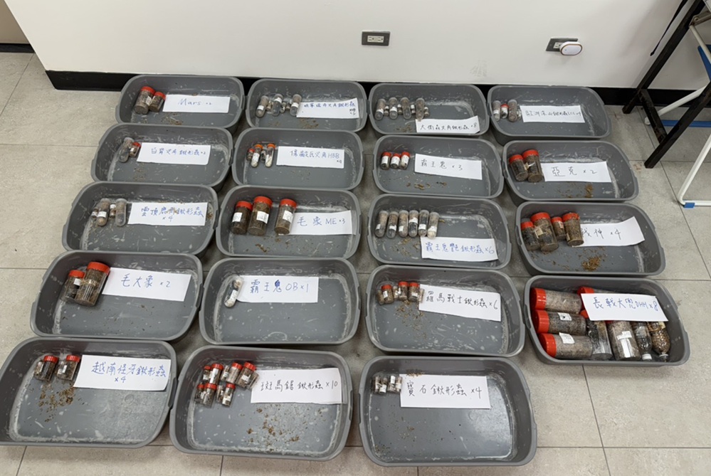 夾藏甲蟲闖關小三通 金門岸巡強化科技安檢1個月兩度攔截 186 cnews204260723a05