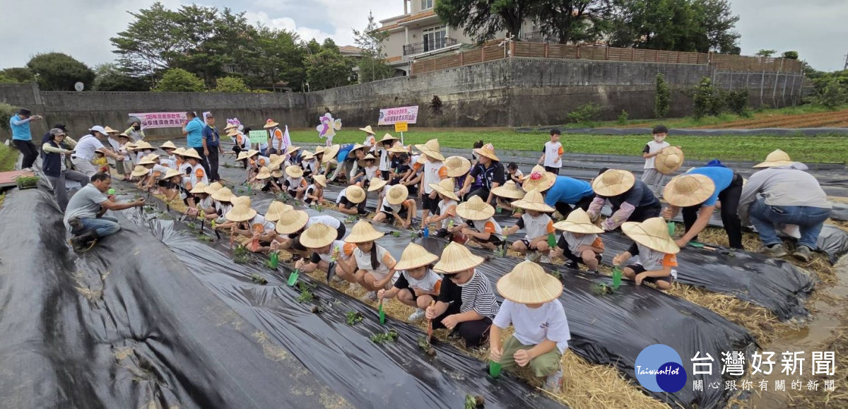 楊梅區農會邀集近120位幼兒園的孩童及民眾走入農田,親身參與仙草種植。