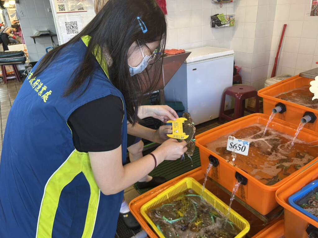 ▲新北市漁業處進行抱卵母蟹稽查。