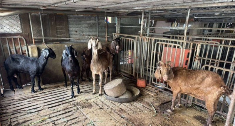 雲林縣首宗羊隻檢出戴奧辛超標 雲縣府定調單一事件 問題羊肉全數未流入消費市場