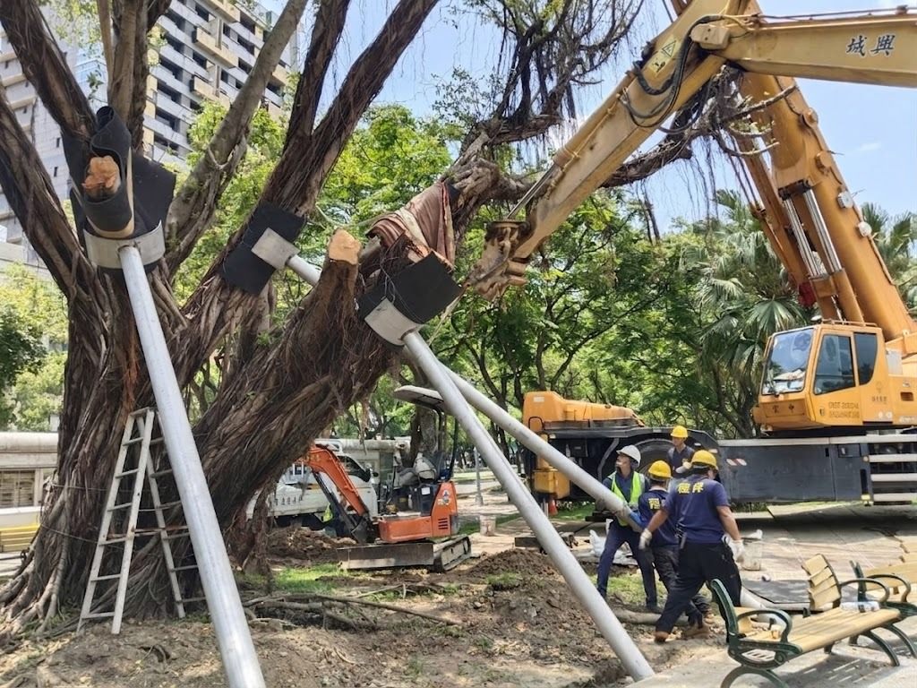 北市府搶救老樹 福林公園受保護樹木扶正站立 52 5c622f7d ea9f 492c b047 f05f81316e1b