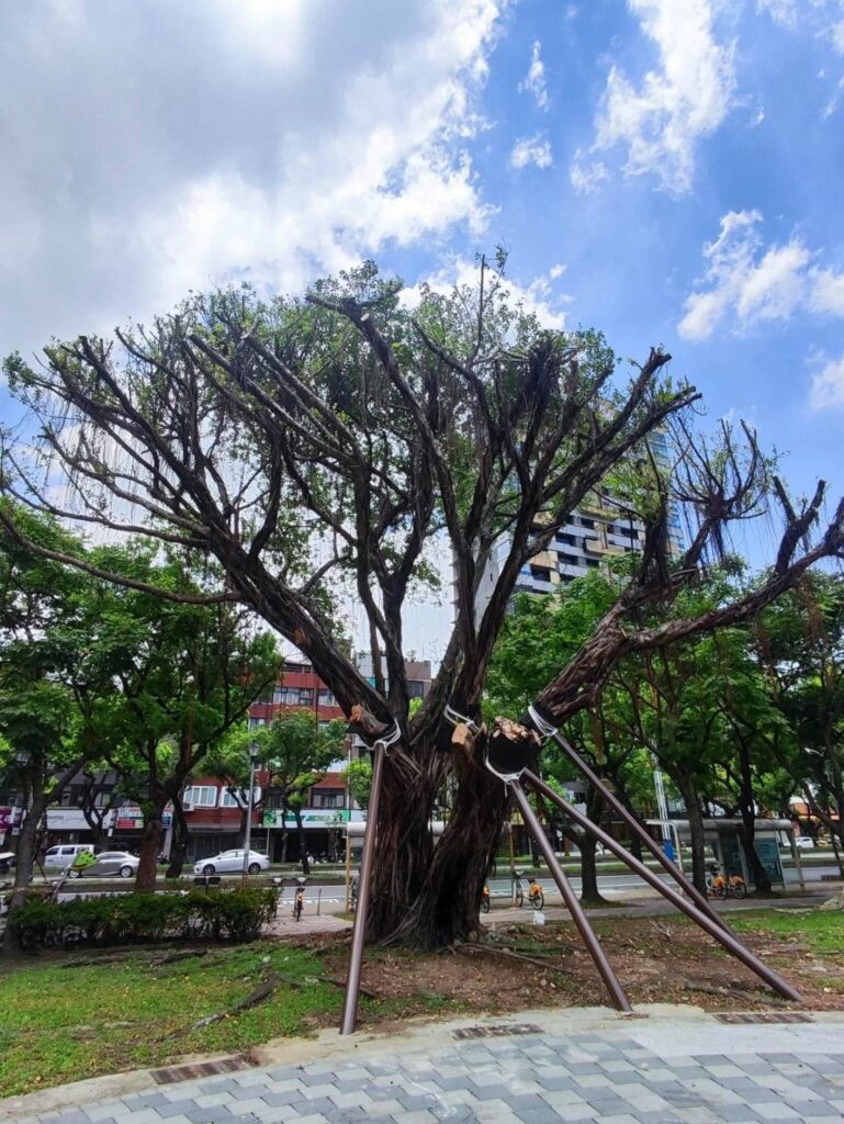 北市府搶救老樹 福林公園受保護樹木扶正站立 54 c7f90425 334e 4704 8907 bd638a3d1bb7