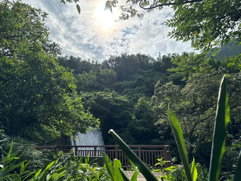 淘金、走讀礦山一次體驗 瑞芳三安社區兩條深度色遊程 58 《圖說》園內瀑布水勢磅礡,搭配巨石、蕨類與雲霧,是金瓜石獨特的山林療癒景觀。〈農業局提供〉