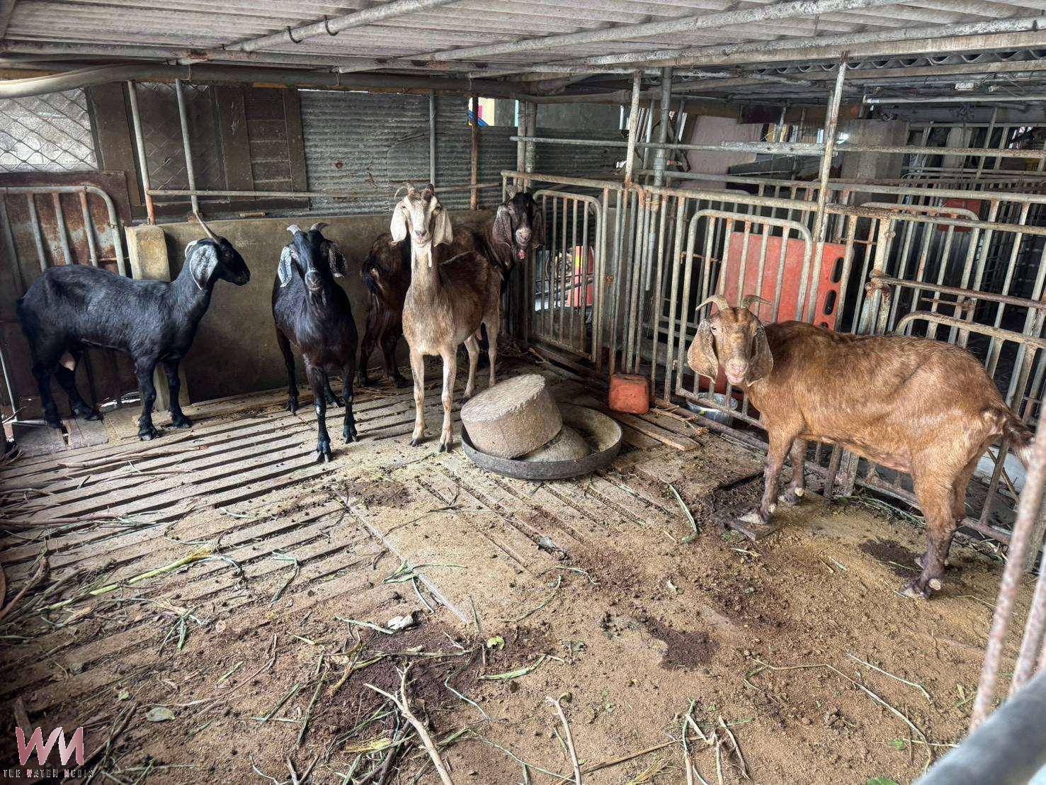 雲林戴奧辛羊肉案擴大!檢警搜索牧場 8隻羊全數撲殺追查污染源 - https://www.watchmedia01.com