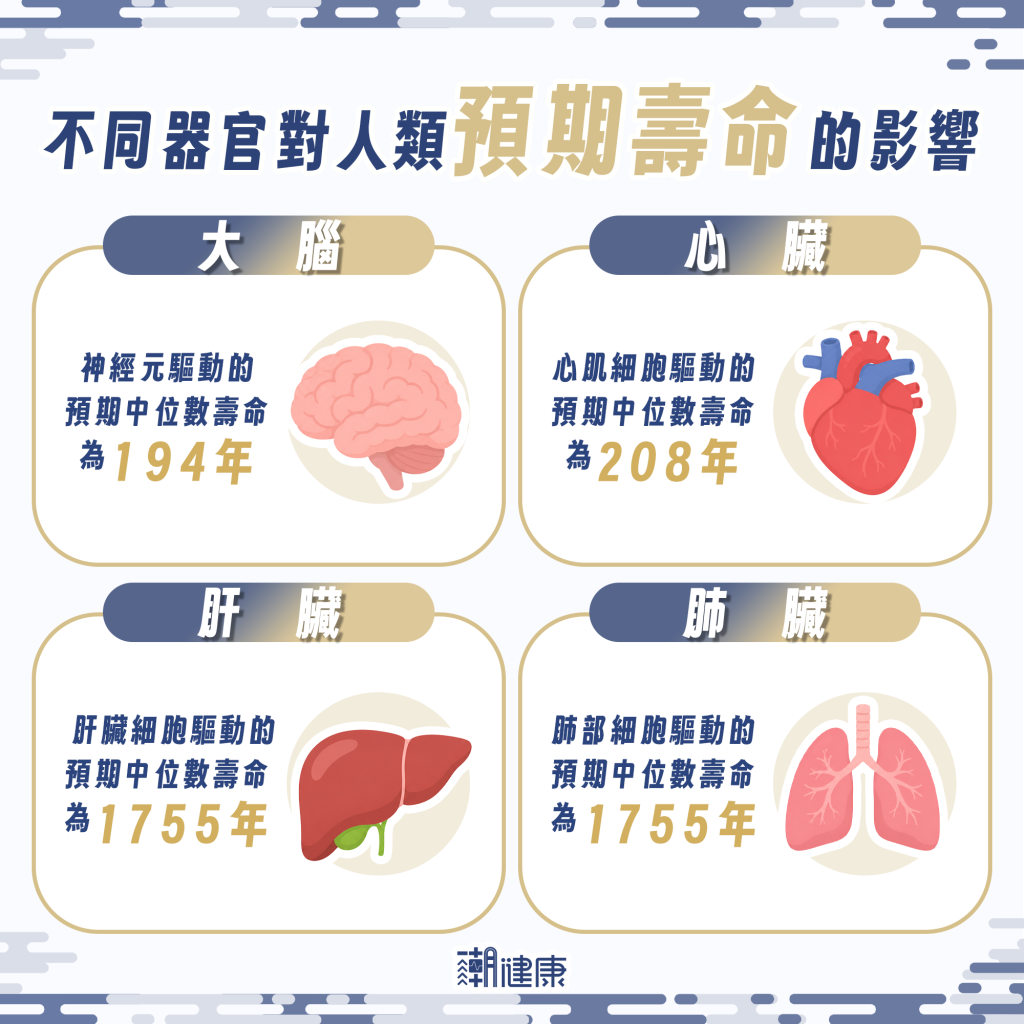 肝臟能運作長達數萬年? 「2器官」衰敗成超長壽最大瓶頸