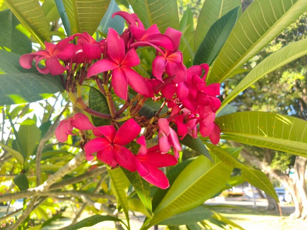雞蛋花美得低調 蘭興一號綠地收藏天母夏日風景 56 b4b220d4 20c3 41a7 a953 e331f52c1157