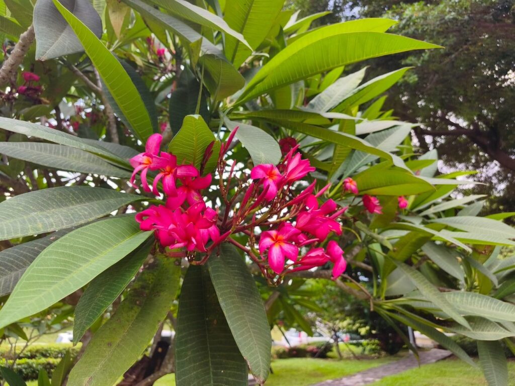 雞蛋花美得低調 蘭興一號綠地收藏天母夏日風景 57 1120c8b4 cba8 49a7 b555 3e03228125f5