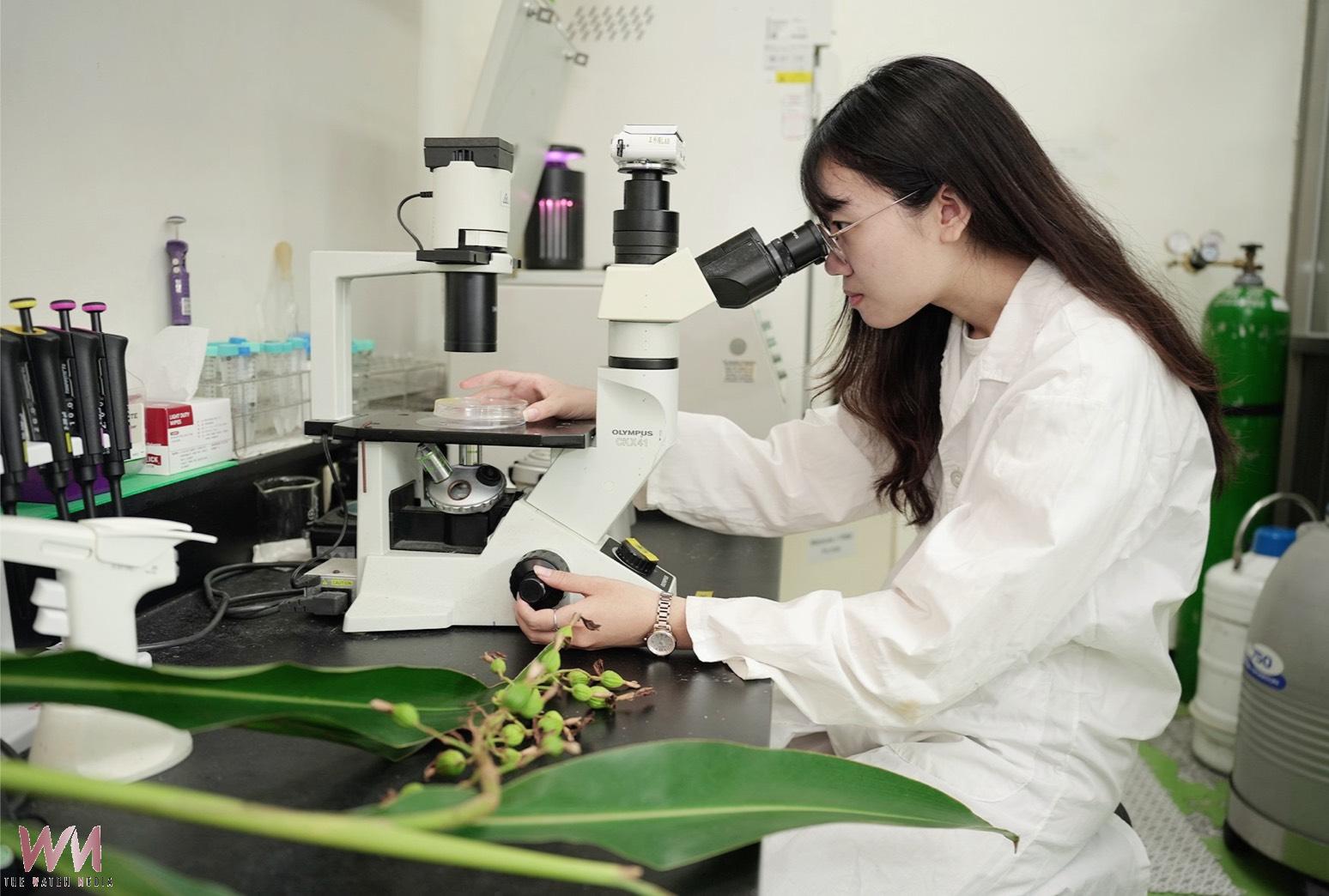 興大研究破解月桃抗老關鍵 植物細胞外囊泡修復肌膚、提升細胞能量 - https://www.watchmedia01.com