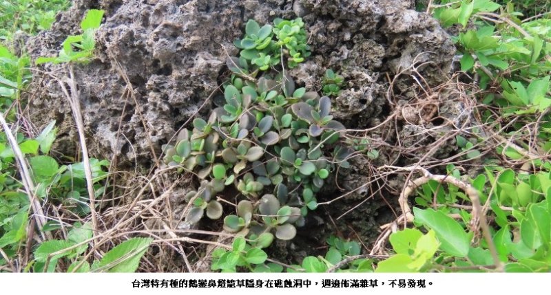 臺灣海岸線的微型珍寶:原生特有種植物「鵝鑾鼻燈籠草」