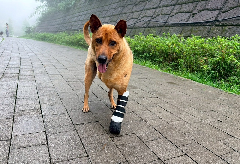 58件陷阱退出山林 新北瑞芳動物之家邀認養重生犬隻 238 cnews204250729a07
