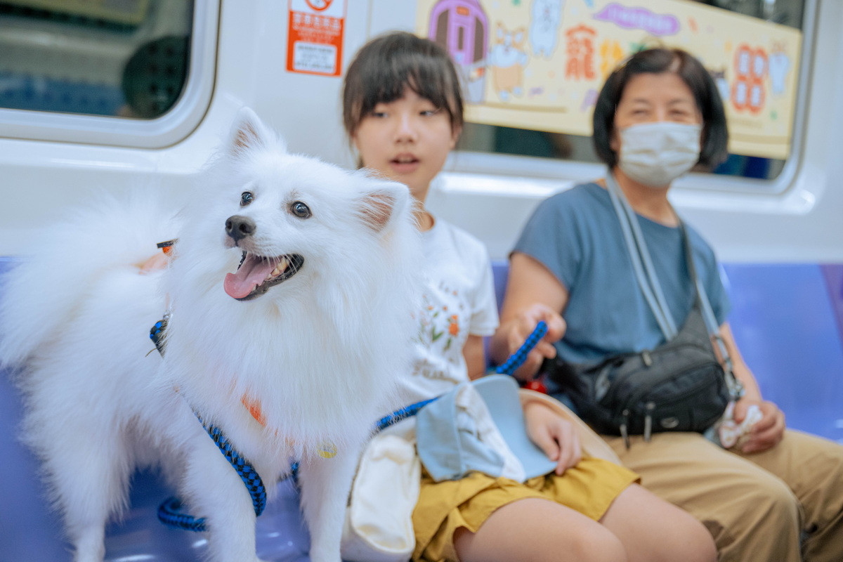 桃園捷運8/2推出限定「寵物友善列車」免報名兜風趣。<br /><br />