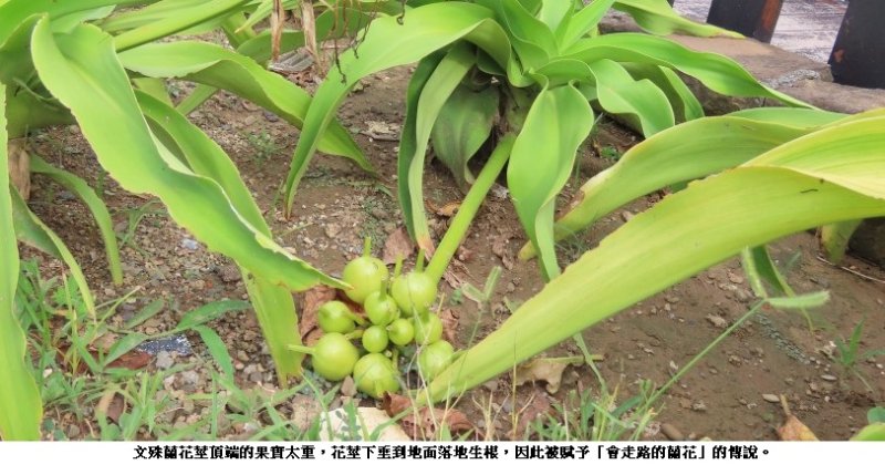 龜會騎黑托麥VS蘭花會走路的傳奇