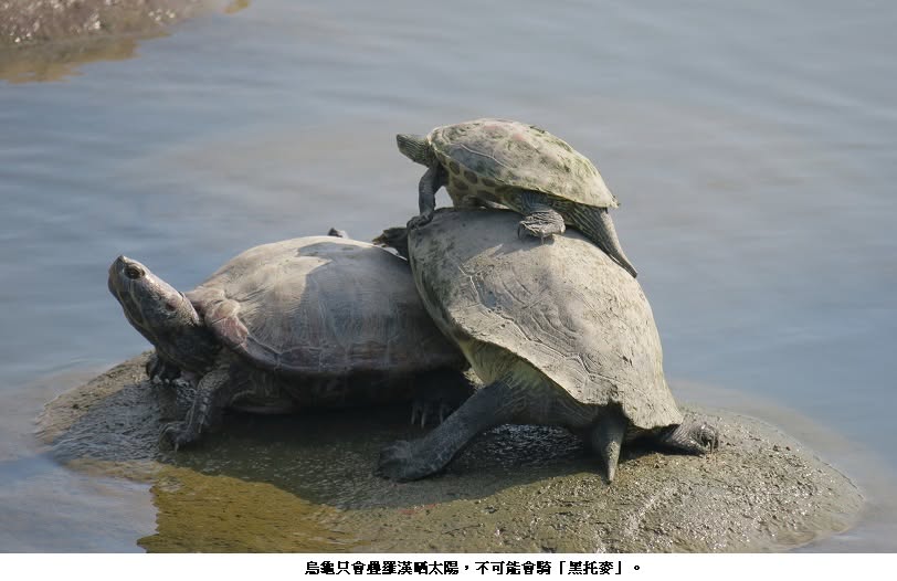 可能是烏龜、陸龜和文字的圖像