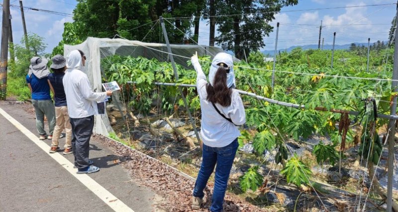 高雄市爭取美濃區、杉林區巴威颱風水平棚架網室塑膠布(網)農損救助 自即日起受理申報