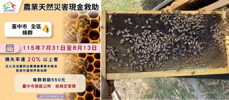 乾旱致蜂群蜜源缺乏受損 中市蜂農8/13前可申請現金救助