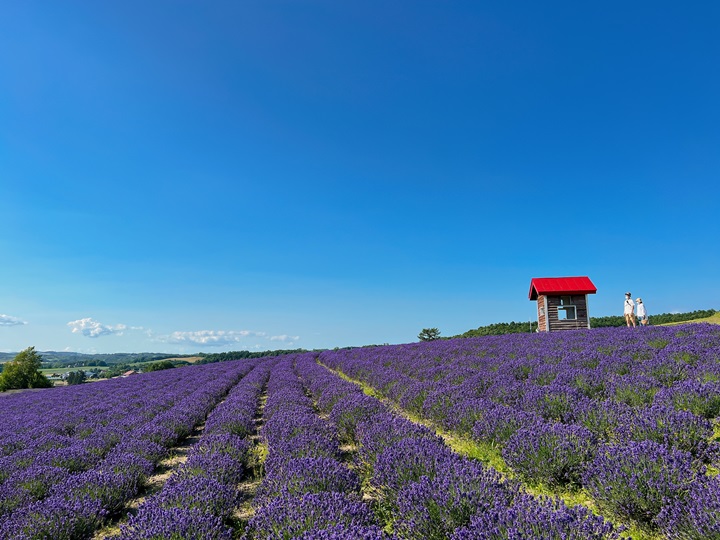 再見了!富良野・美瑛慢車號!今年最後一年行駛到9/23!