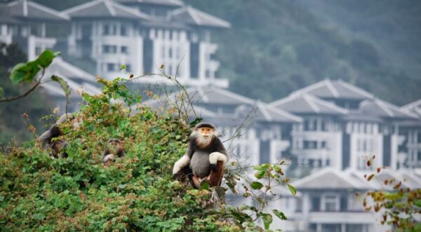 山茶半島是瀕臨絕種的珍稀野生動物「白臀葉猴」的重要棲息地。(圖/業者提供)