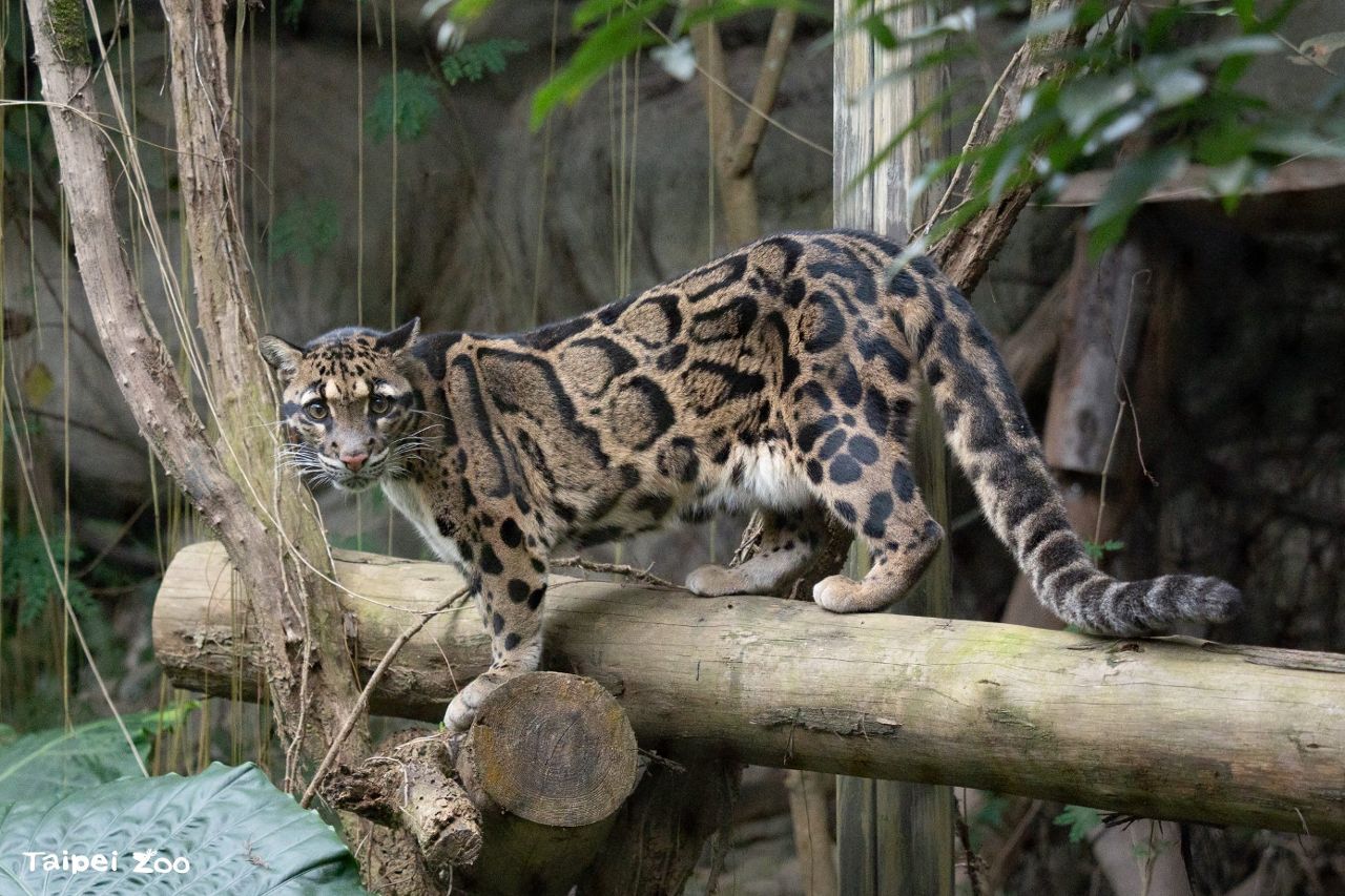 8月1日跟著雲豹玩一整天！　臺北動物園限定國際雲豹日別錯過