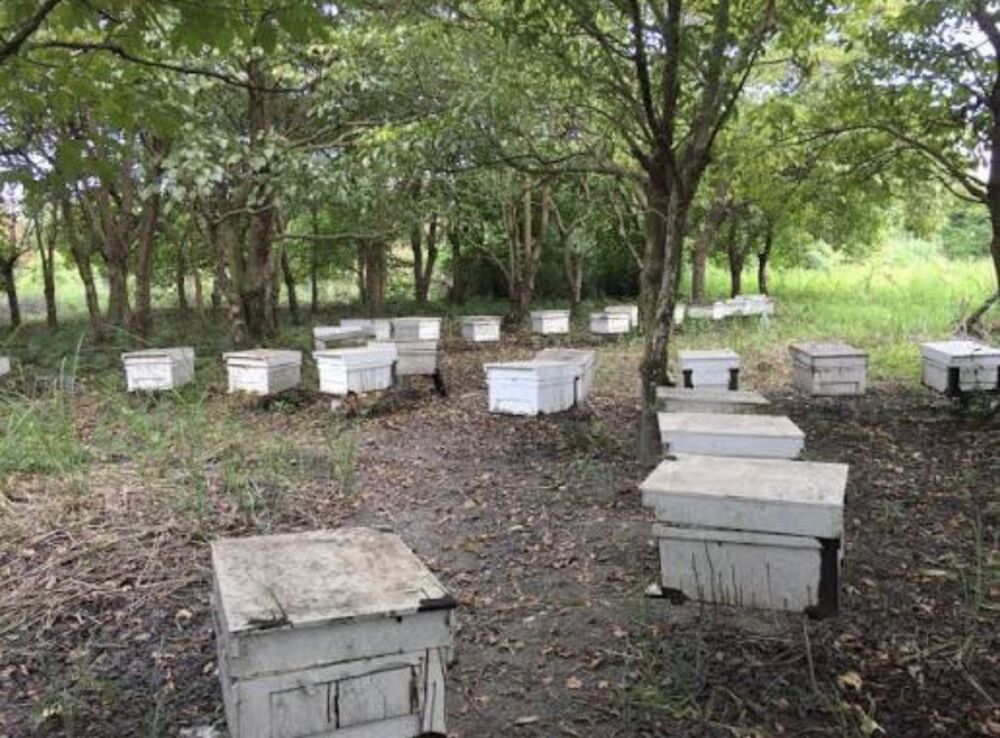 農業部公告蜂群蜜源缺乏現金救助　徐榛蔚提醒受理8/13截止 201