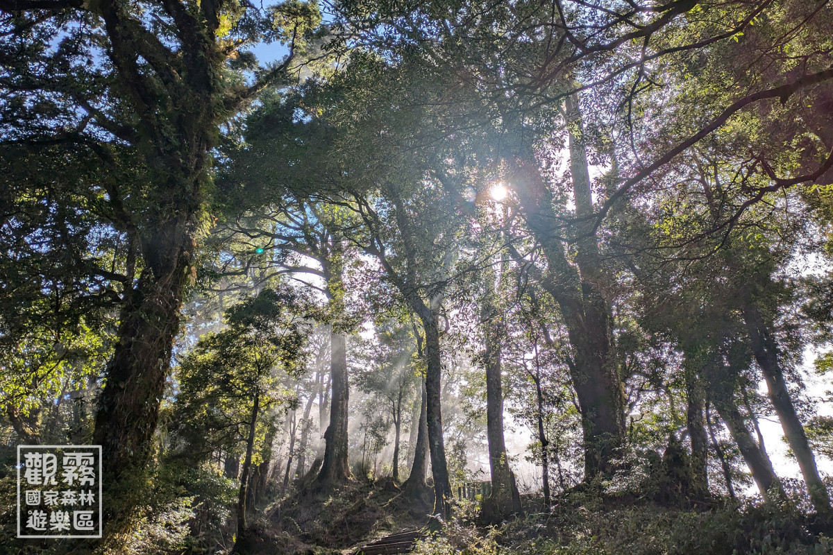 雲霧森林中的每一種動物歷經數萬年演化，找到自己的位置。（森之形自然教育團隊提供；林雋雅攝影）