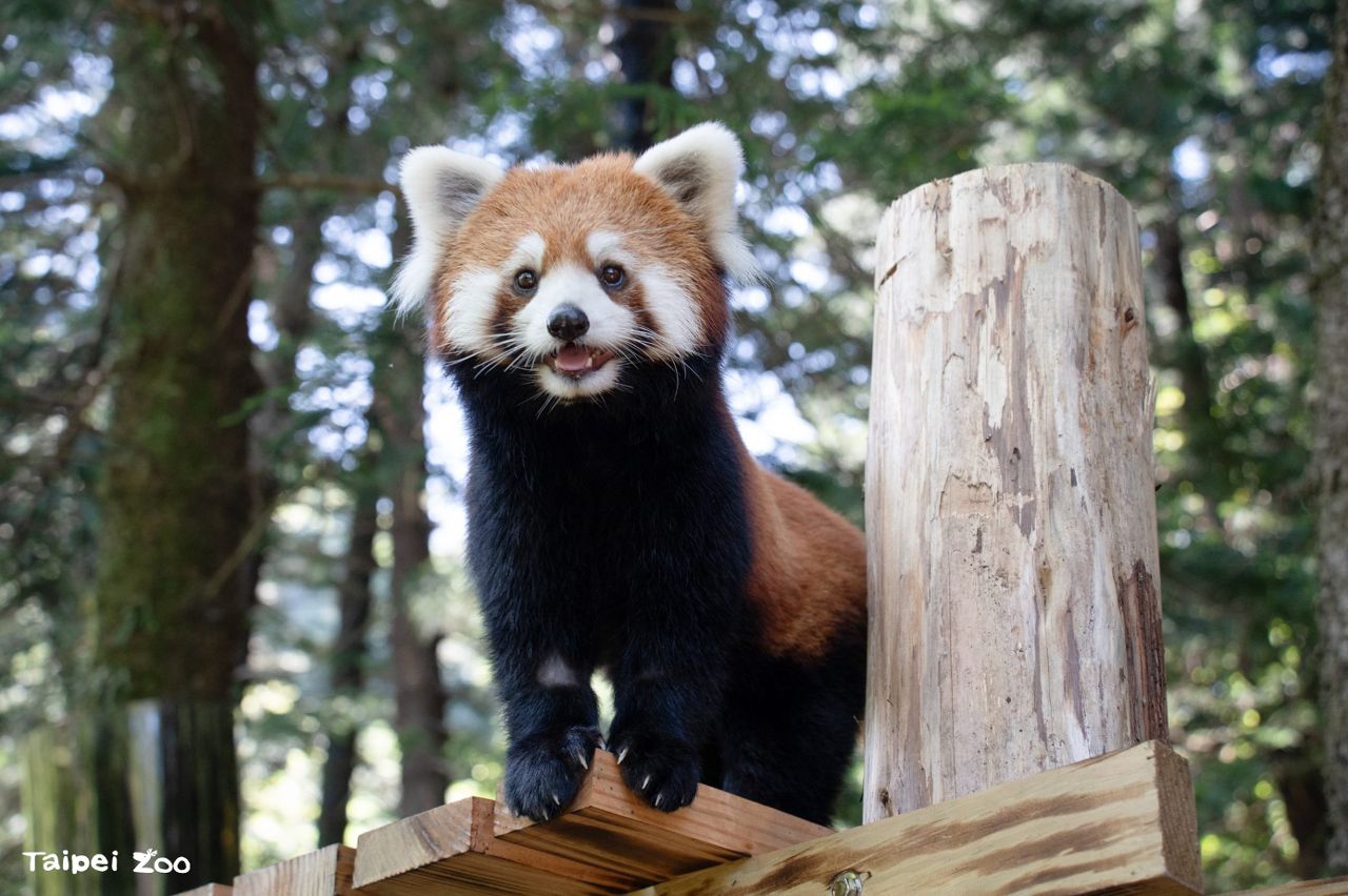 萌度爆表! 上海小貓熊「樂樂」、「甜甜」亮相臺北動物園