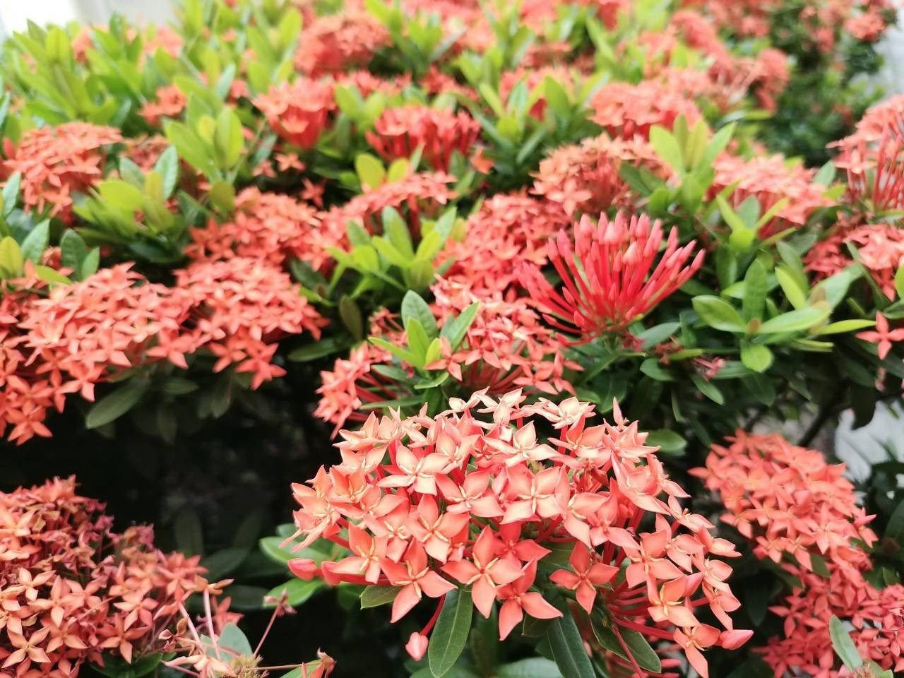 臺北限定地面煙花秀登場　一路從仁愛路美到二二八公園