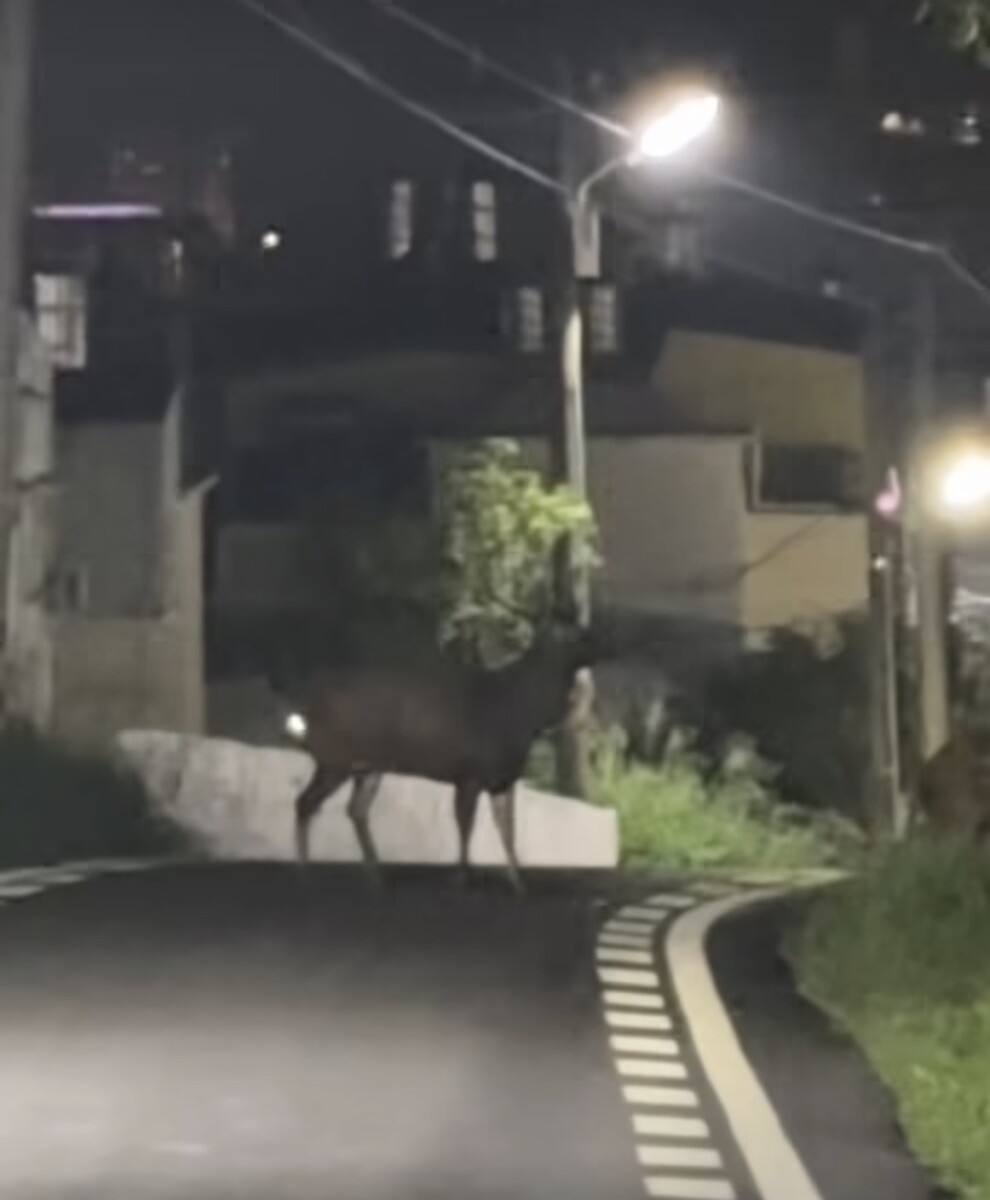 SQ08067 2水鹿夜闖道路 騎士險摔車