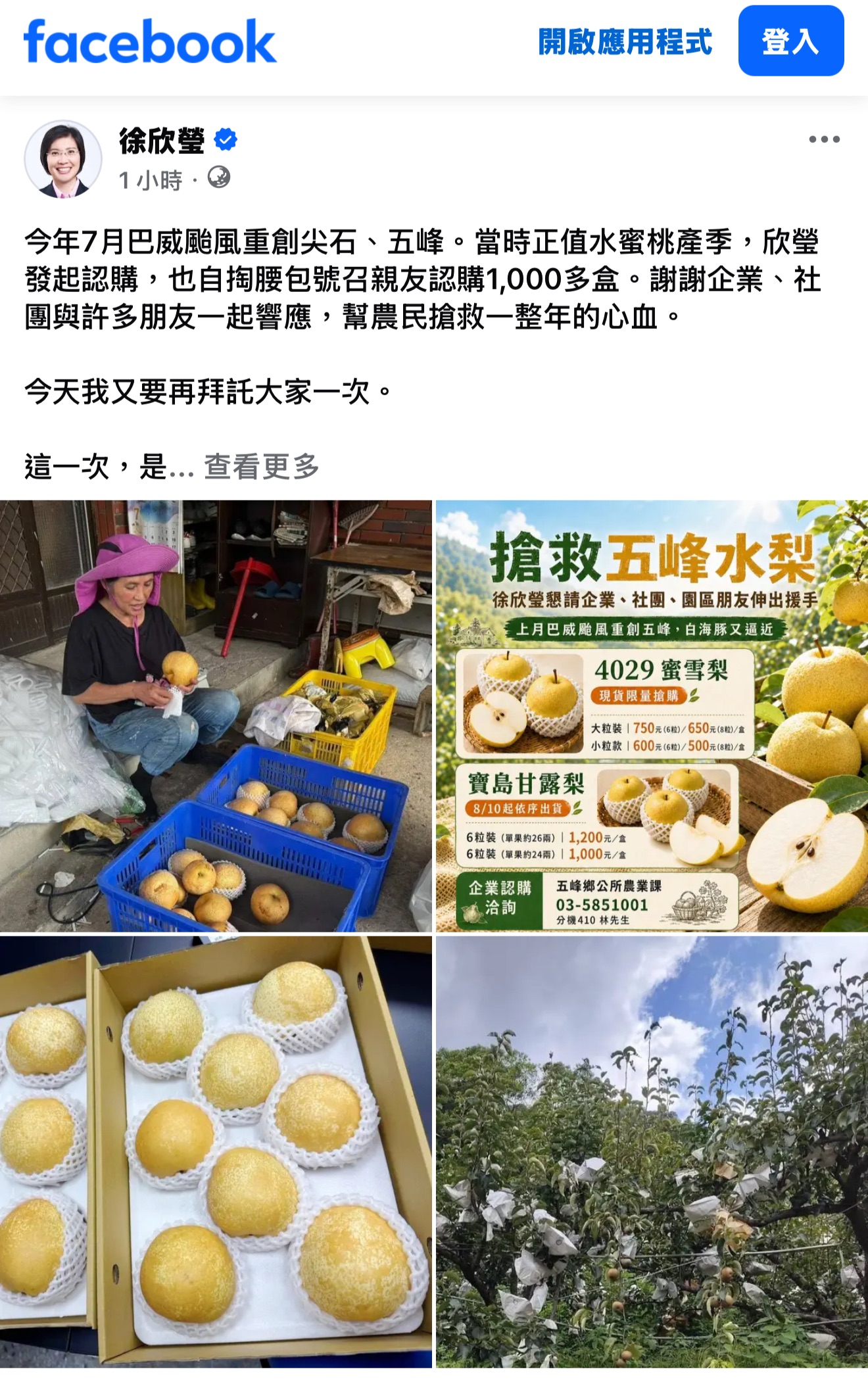 白海豚颱風逼近 五峰水梨緊急搶收 徐欣瑩臉書急呼「搶救五峰水梨」