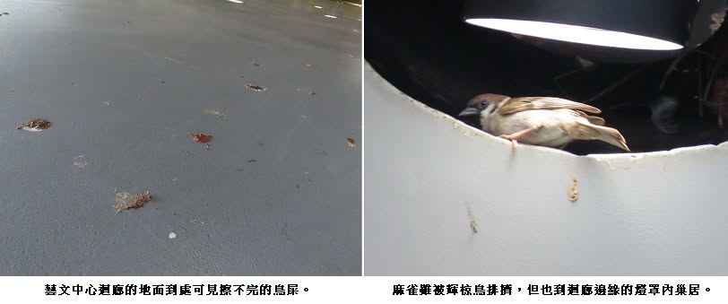 可能是兩棲動物和文字的圖像