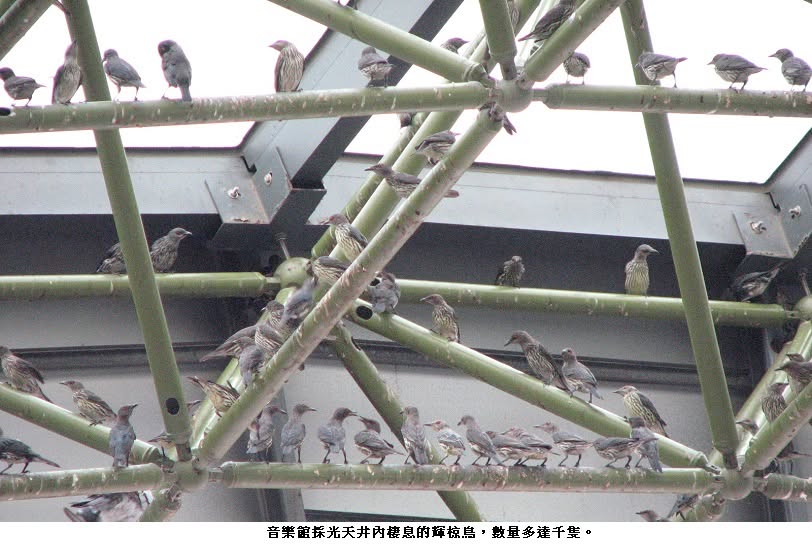 可能是鴿子和哀鴿的圖像