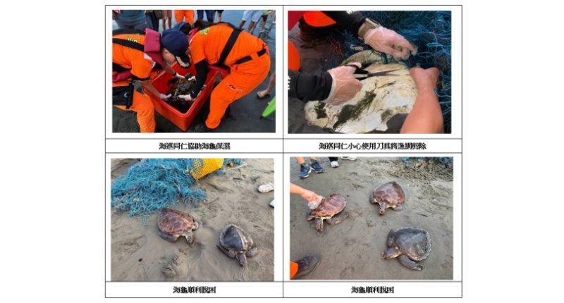七股頂頭額沙洲3海龜遭漁網纏困 海巡即時救援脫困送醫