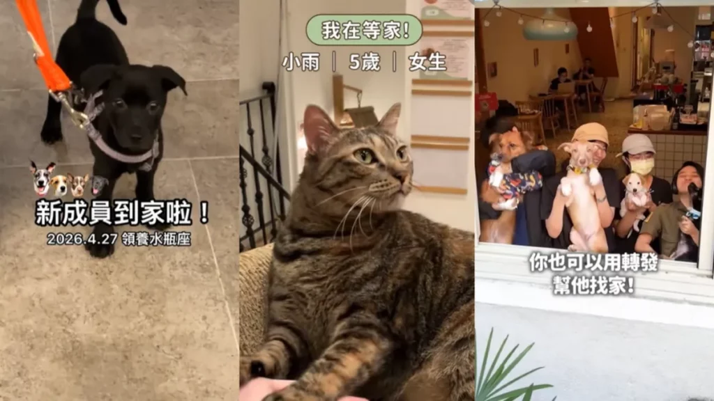 TikTok 創作者以短影音串聯社群善意,讓線上流量點亮浪浪的尋家之路,成為支持中途空間與餐飲品牌永續經營的堅實後盾。(由圖左至圖右為 TikTok 創作者星座家族🧡雙魚座 @star.dog.pisces、転運棧-貓中途咖啡廳 @user7501708175196、浪浪別哭 @langlangdontcry)