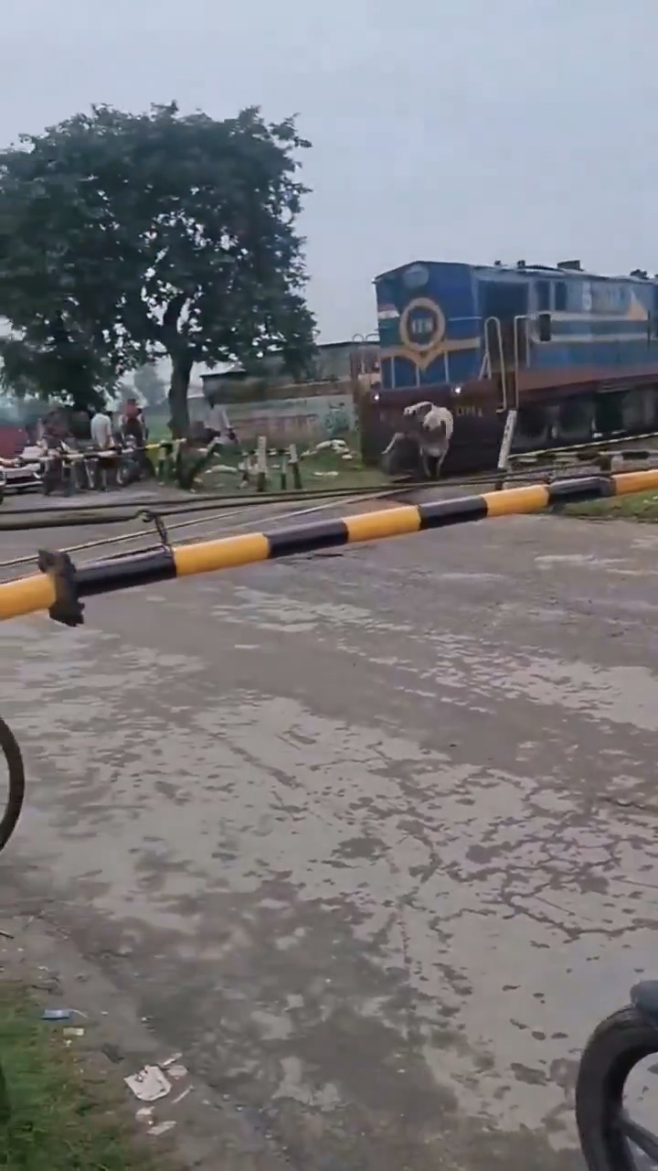 影／印度人嚇傻！牛闖鐵軌遭火車「正面猛撞」　下秒竟奇蹟站起走離開
