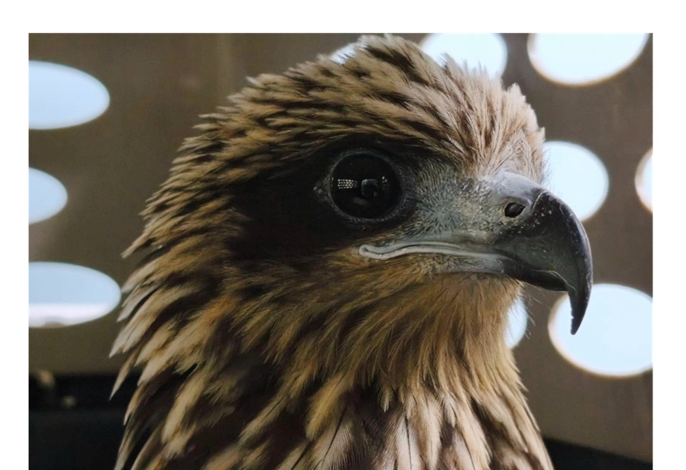 黑鳶「藍K4」闖工地吃便當 新北動保處籲民眾遵守5不 28 248260813a07