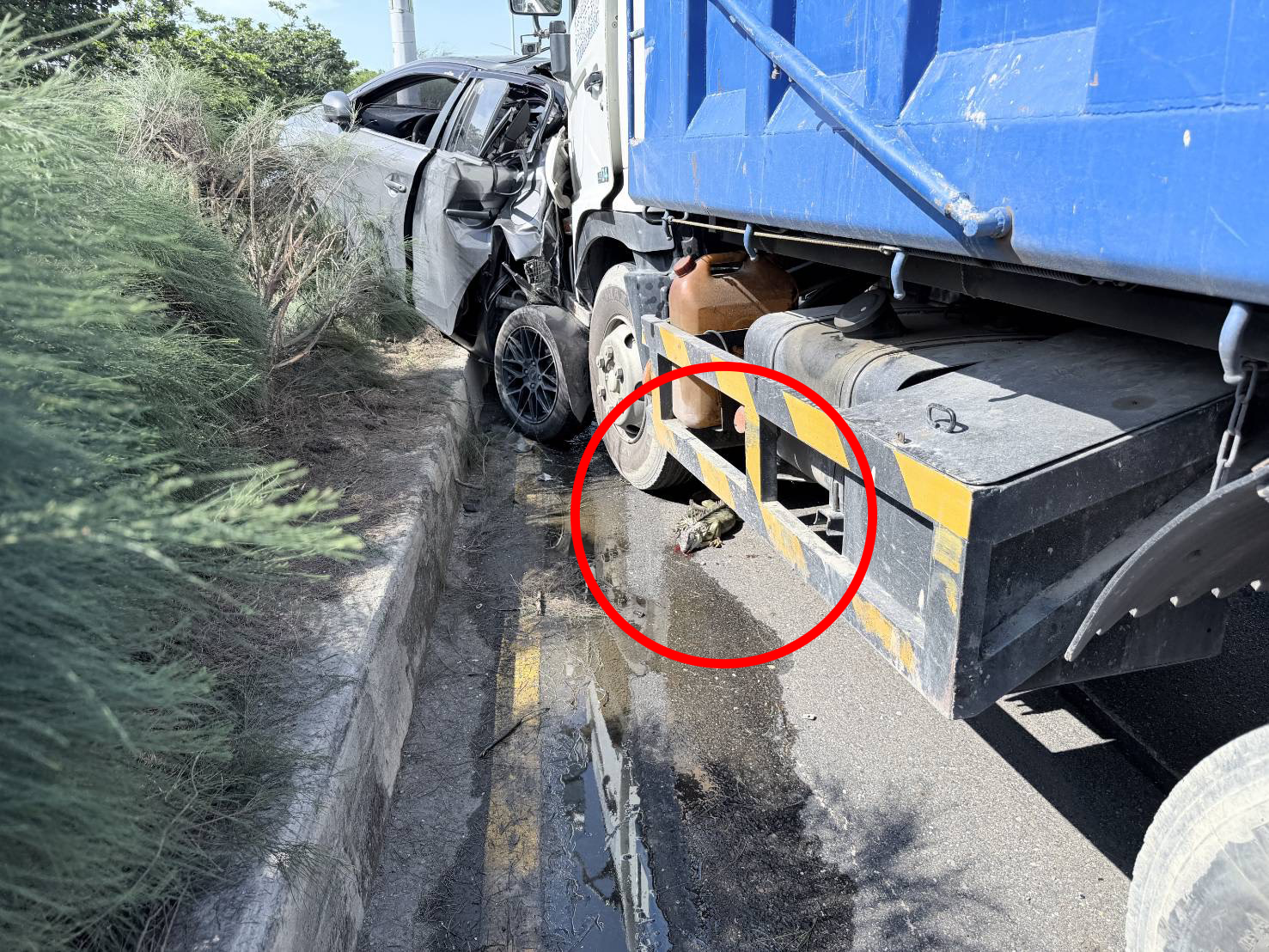 ▲台17線超巨綠鬣蜥竄出!轎車急煞閃避遭大貨車撞上,牠吐血慘死輪下(圖/記者王俊勝 翻攝)