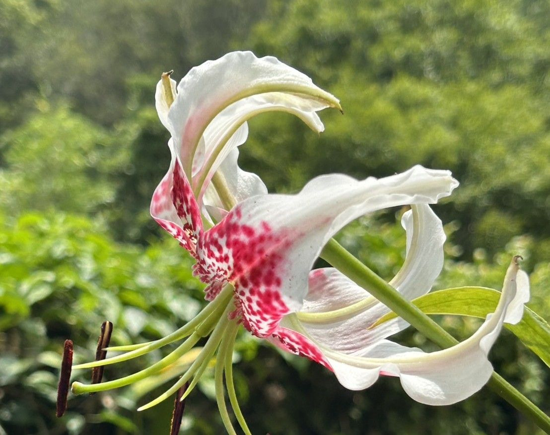 山壁上的紅色小精靈！　新北平溪紫東「艷紅鹿子百合花展」浪漫綻放