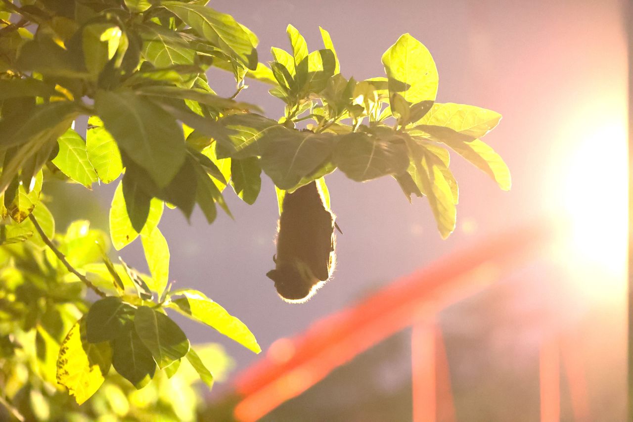 夜空神秘客出沒！　花蓮北濱帶你破解狐蝠生活密碼