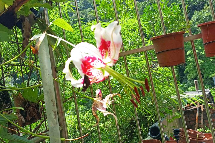 平溪紫東社區「艷紅鹿子百合」現正綻放。 圖:新北市政府農業局/提供