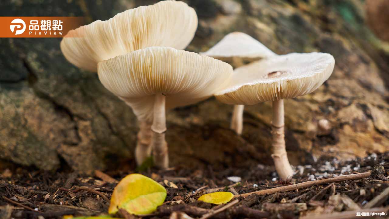 高雄連日大雨!分隔島驚現巨型毒菇!比拳頭還大引民眾圍觀