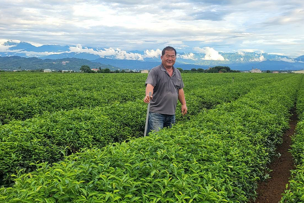 名間茶農憂進口價格混戰衝生計 游顥:政府應提穩定物價和本土產銷保護措施 244 名間茶農憂進口價格混戰衝生計 游顥:政府應提穩定物價和本土產銷保護措施 243