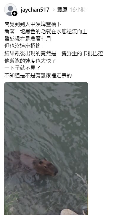 網友在大甲溪直擊野生水豚！疑似農場兩年前逃脫，成為強大「野化」個體。