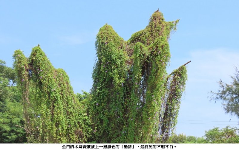 金門的「木麻黃」死得不明不白