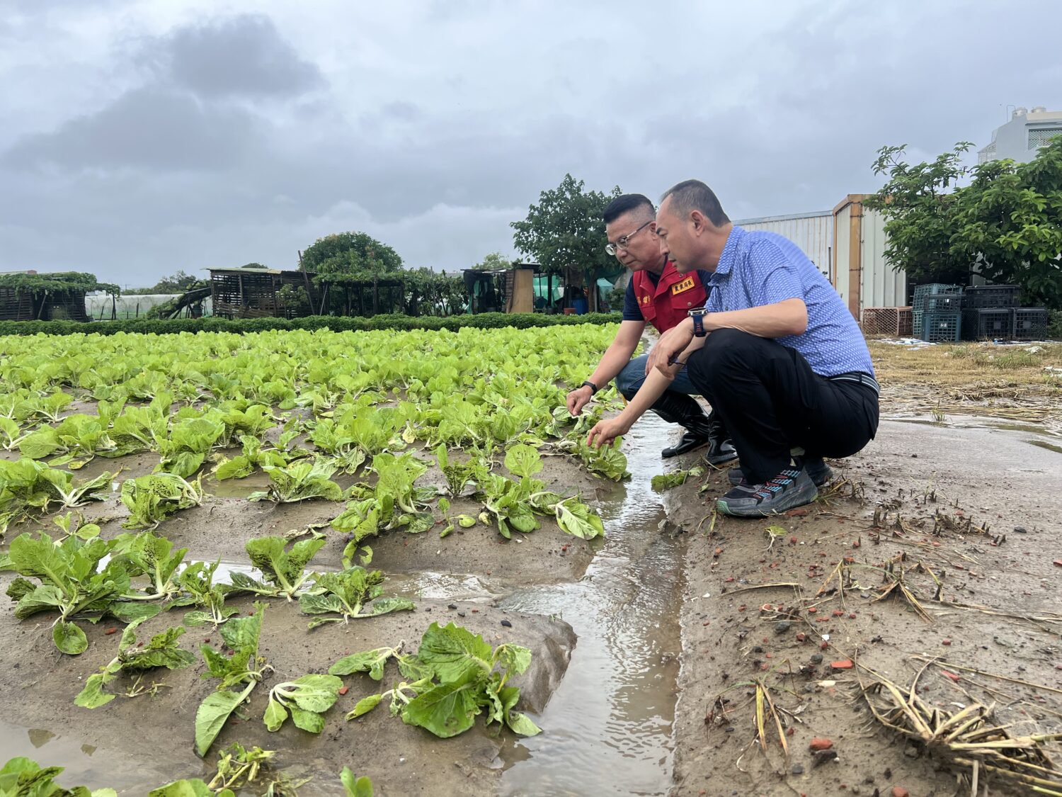 八月下旬豪雨致災，高市府籲請受災農友儘速通報，全力爭取「全品項」救助