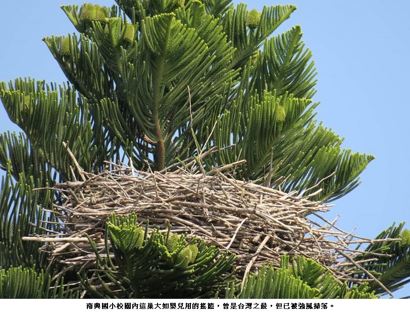 可能是犀鳥和文字的圖像