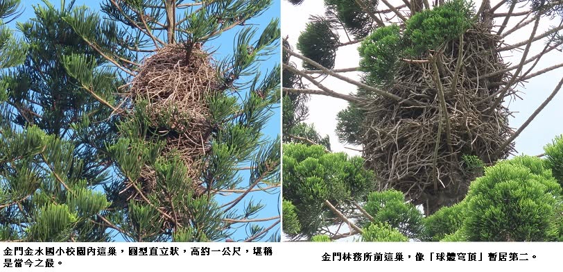 可能是樹和文字的圖像