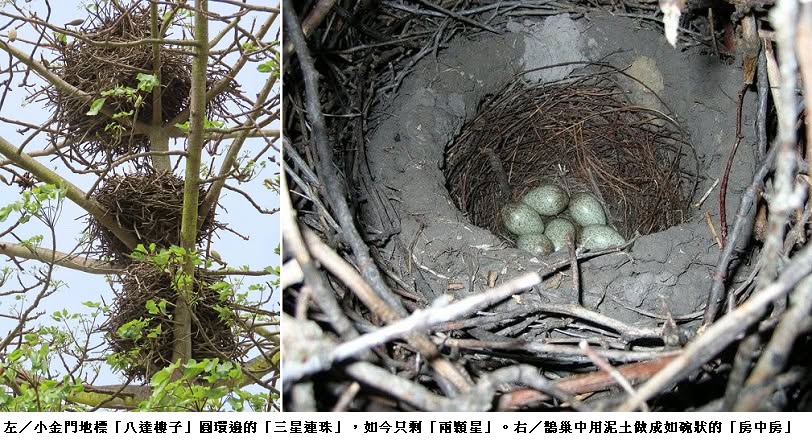 可能是鳥和文字的圖像