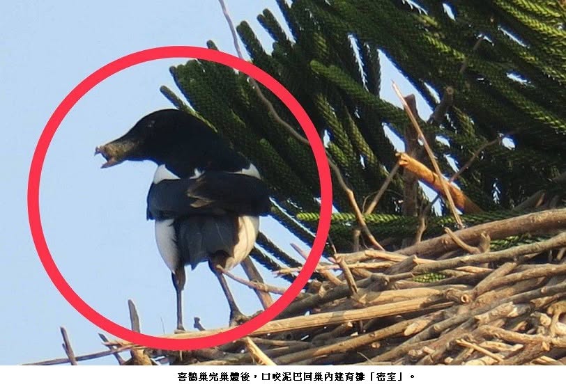 可能是翠鳥、美國紫秧雞、犀鳥、涉禽、海鳥和文字的圖像