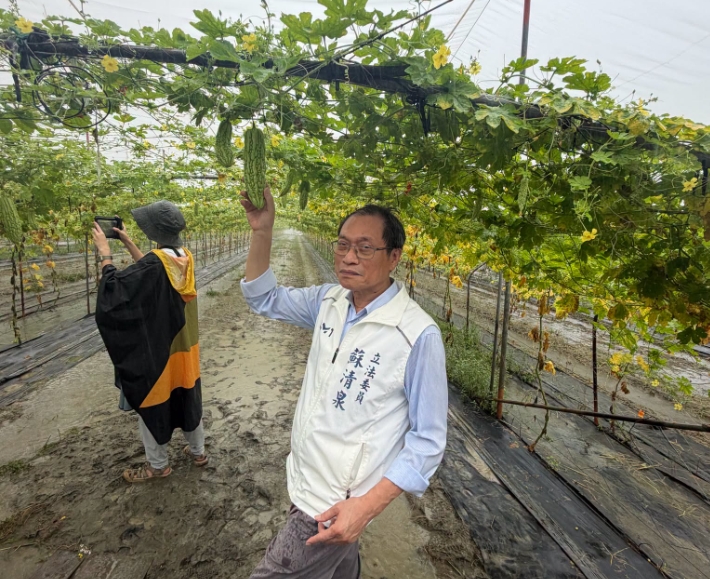 ▲蘇青泉為農戶作物雨損請命,從寬認定,可以直接取得補償。(記者 李堂安 翻攝)