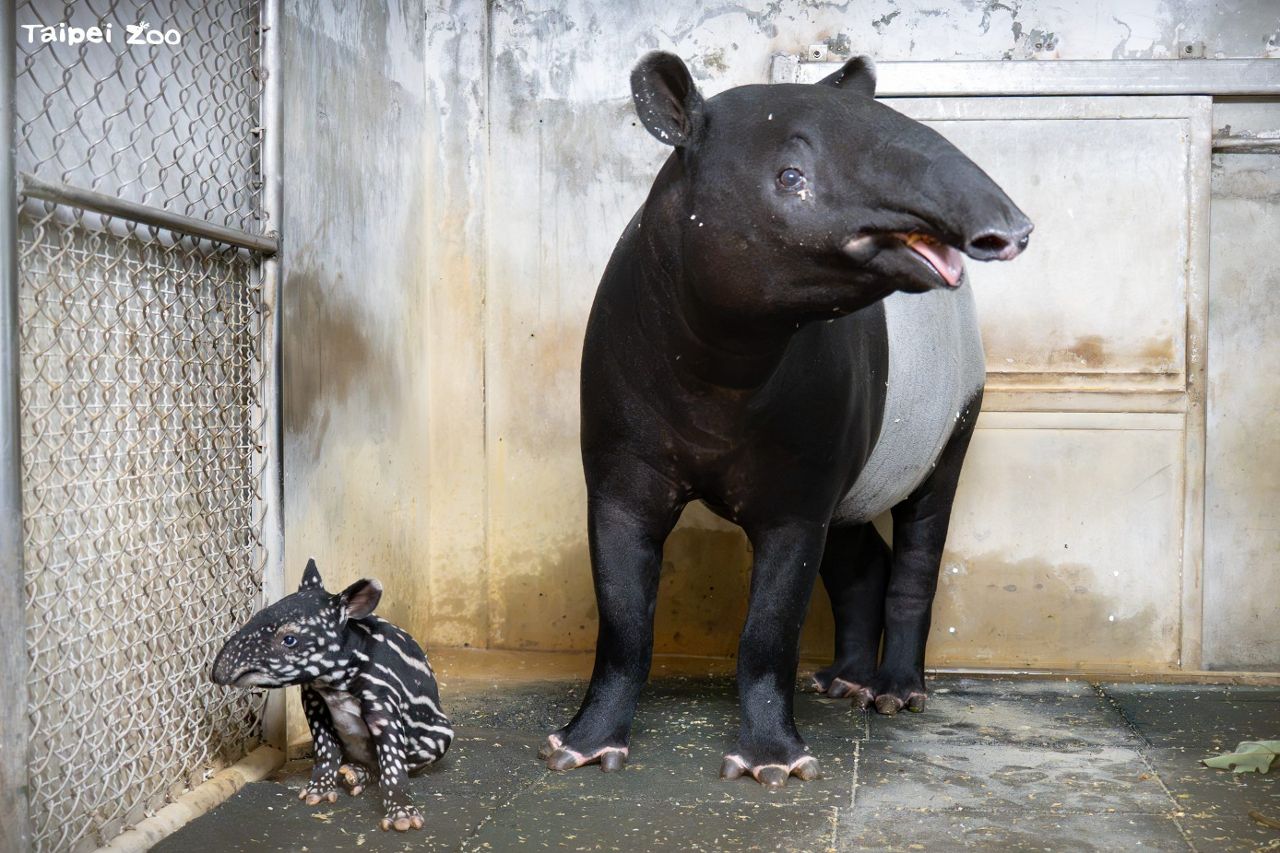 臺北動物園迎新生! 馬來貘Putri喜獲女貘寶寶