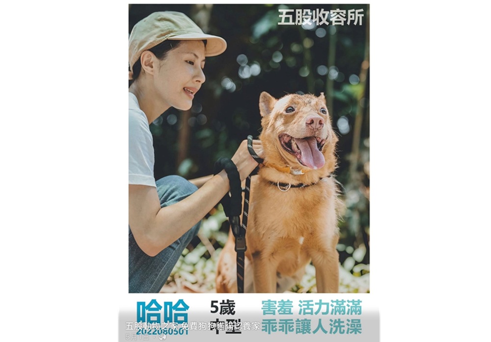 大數據揭密 巨蟹座奪認養王最強貓派為20餘歲認養人 199 cnews204250826a13